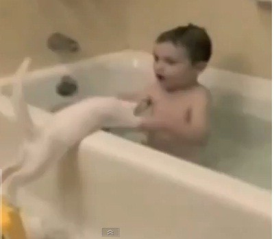 Pequenos descuidos dos animais :)