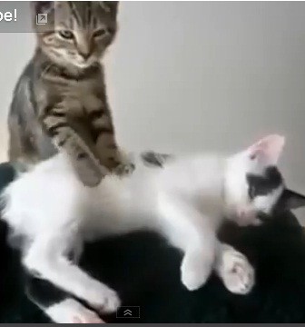 Gatinhos lindosssss