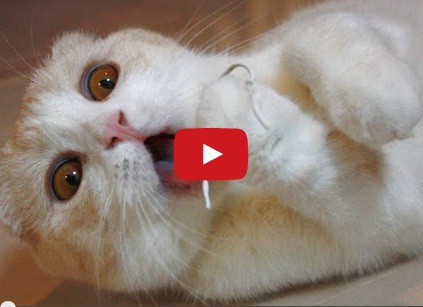Mega Compilação Gatos