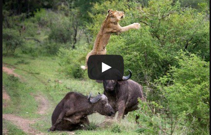 Não queria estar na pele da leoa