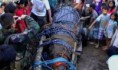 Crocodilo gigante tenta escapar